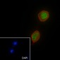 SF1 Recombinant Rabbit mAb